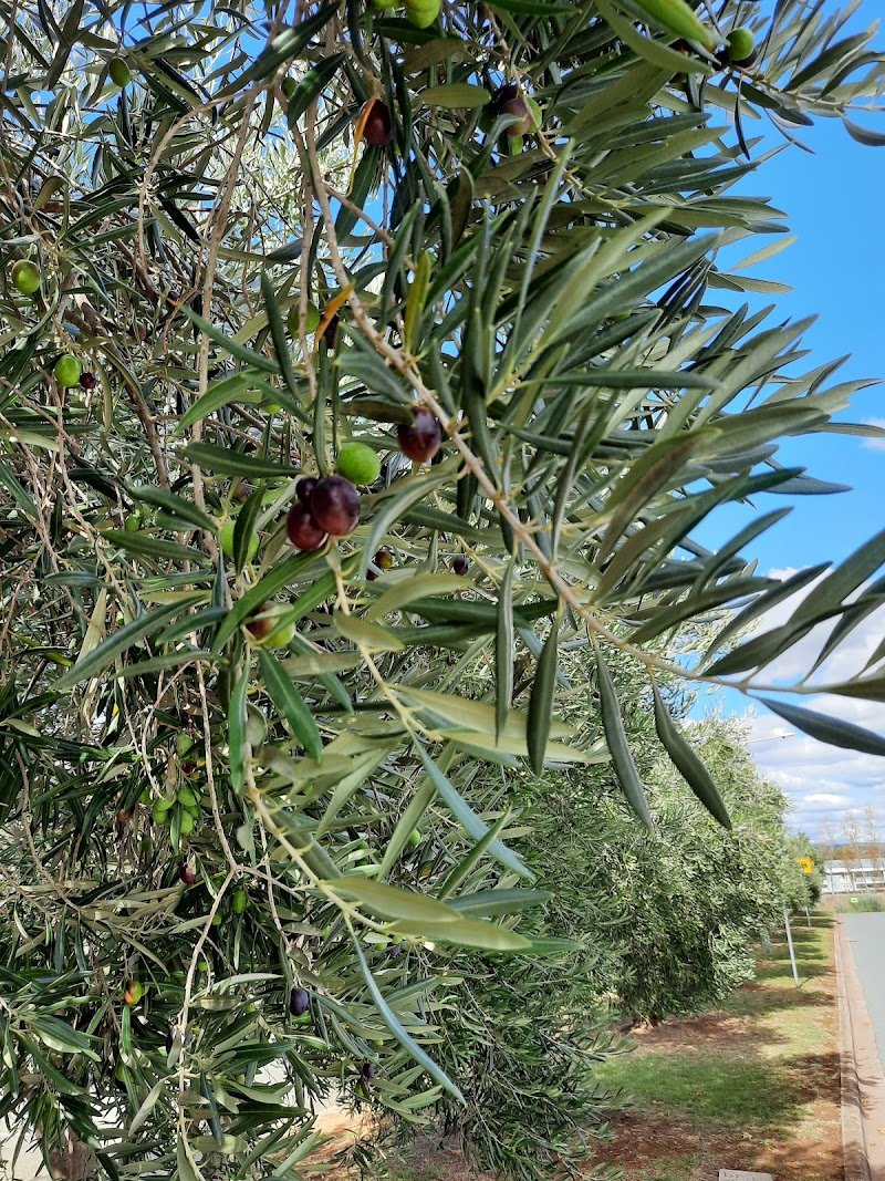 Spanish Australian Club photo 7